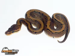 Python regius PINSTRIPE - odchov 2014
